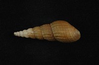 藏品(網蜷 )的圖片